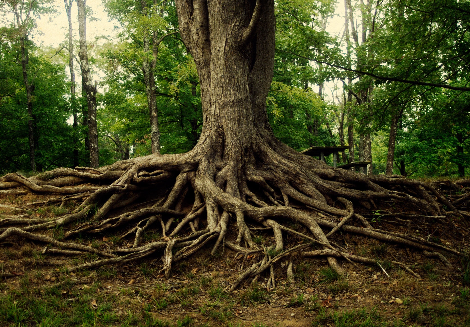 What Is A Word For Deep Roots